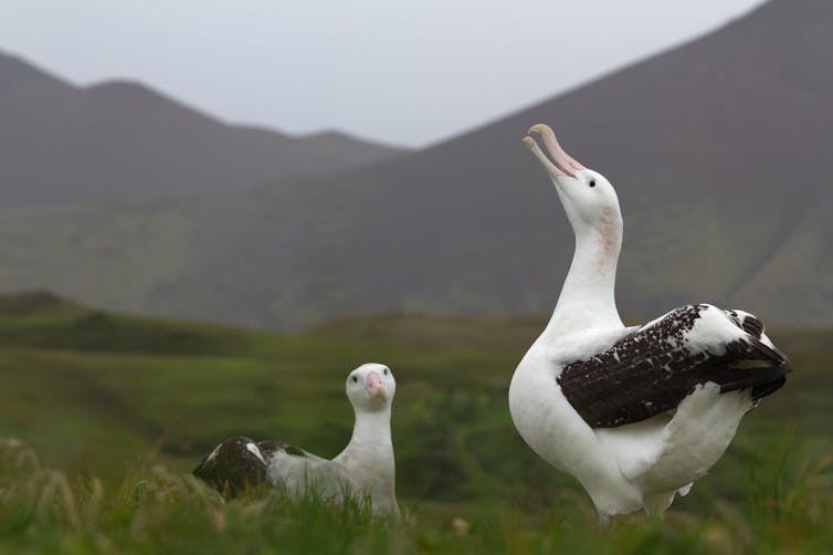 How we recruited albatrosses to patrol the high seas for illegal fishers 2