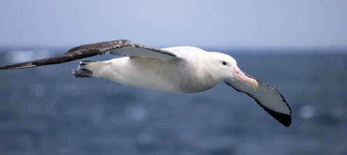 Image result for albatrosses