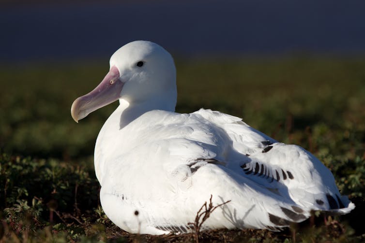 How we recruited albatrosses to patrol the high seas for illegal fishers 3