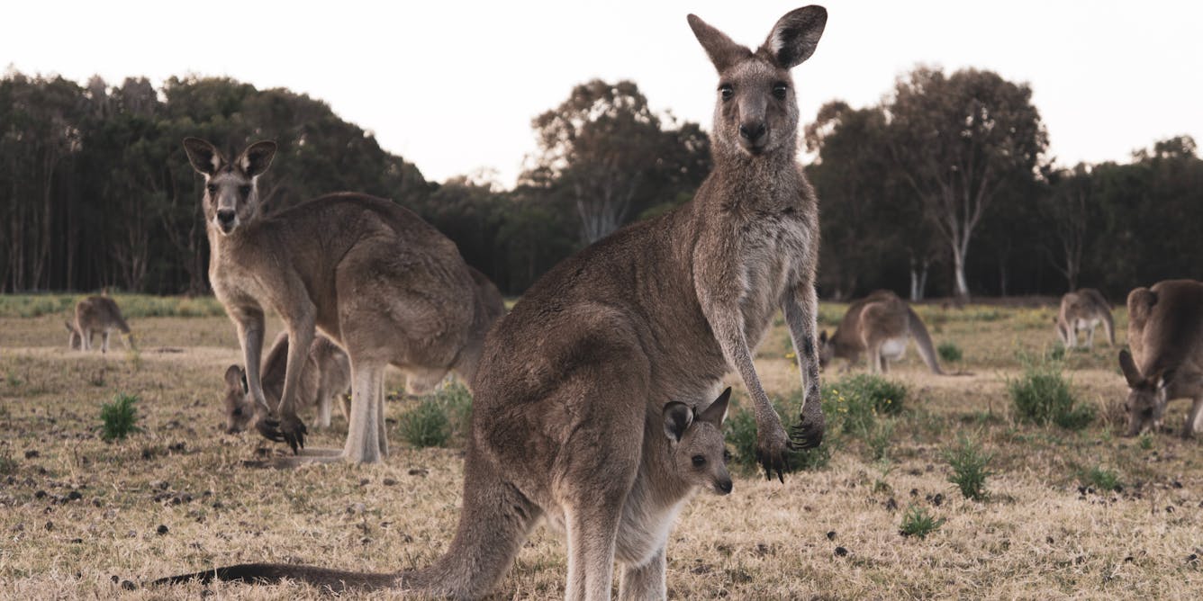 Riding on the trade fashion, skin exports back: ethical kangaroo\'s and animal