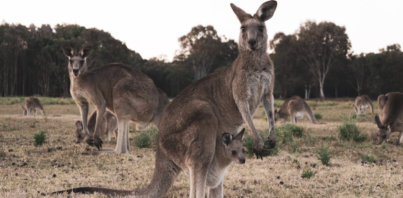 Riding on the kangaroo\'s back: animal skin fashion, exports and ethical  trade