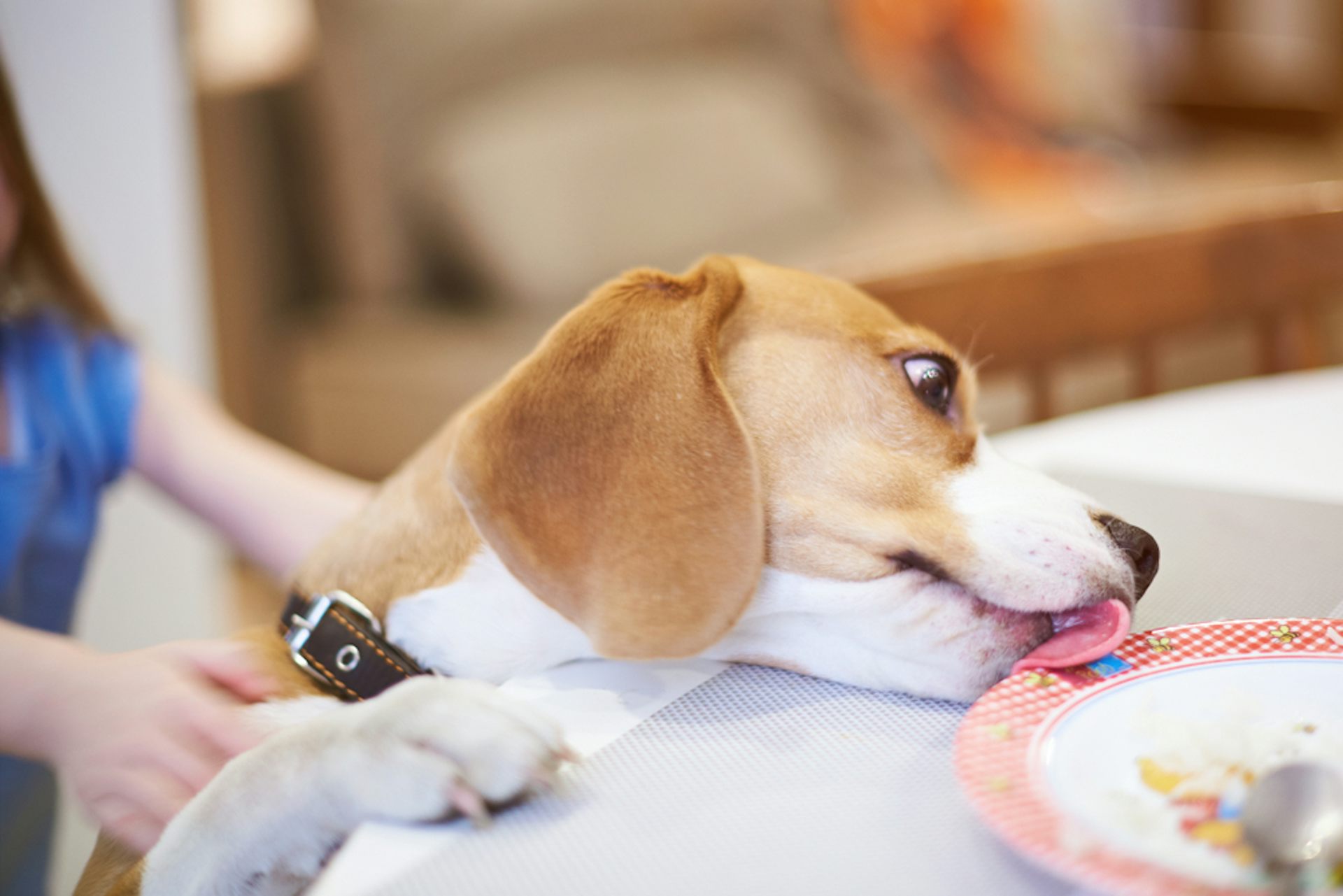 Dog eats outlet deodorant