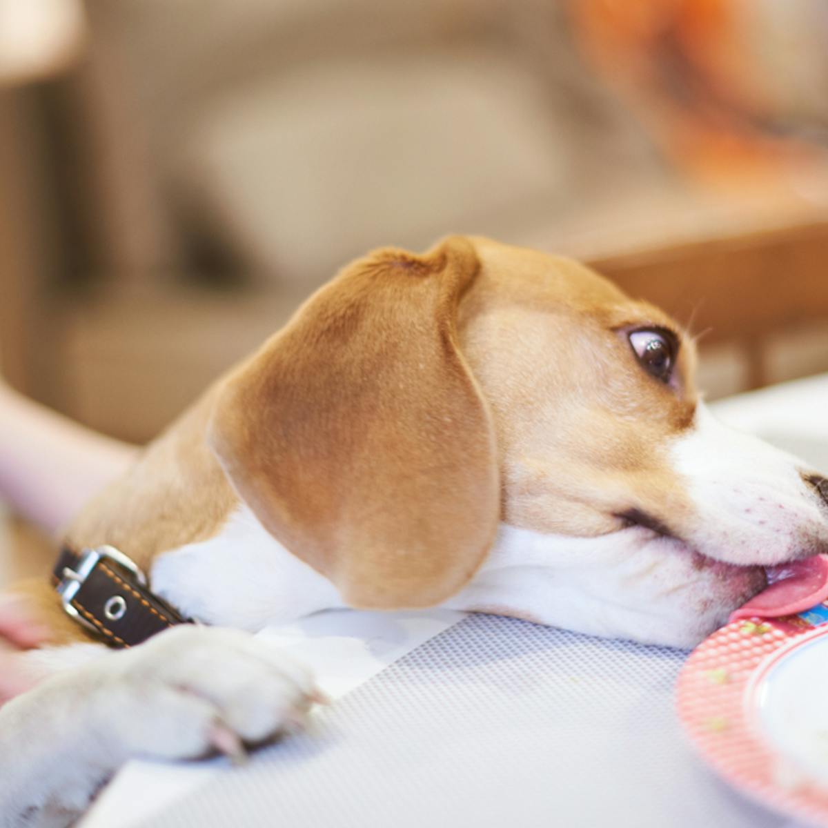 8 things we do that really confuse our dogs
