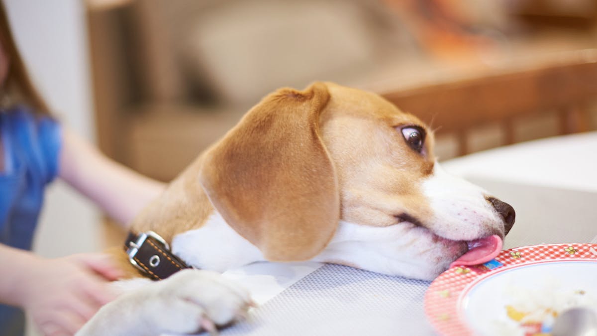 8 Things We Do That Really Confuse Our Dogs