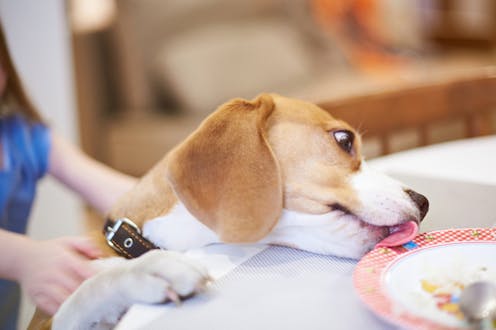 8 things we do that really confuse our dogs