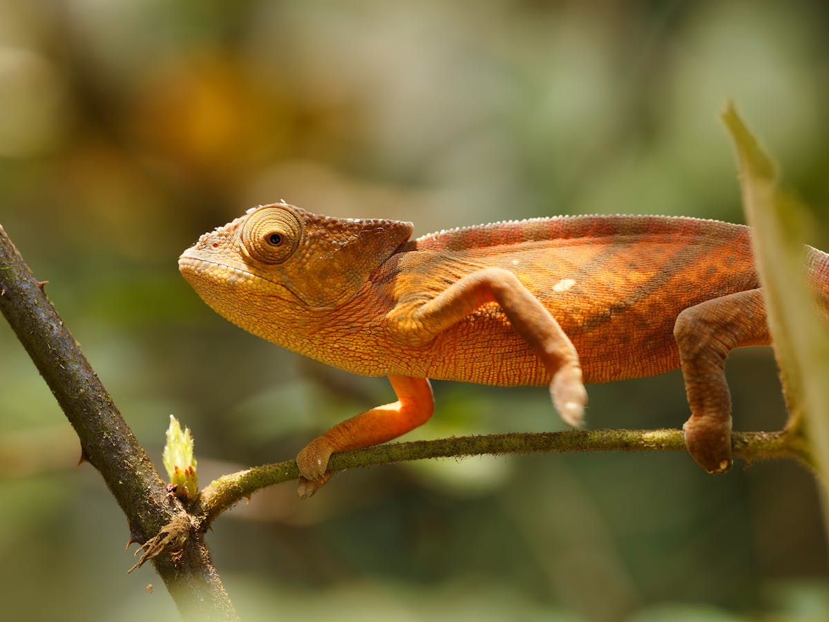 Chameleon 0 900 watt Chameleon 0 900 watt