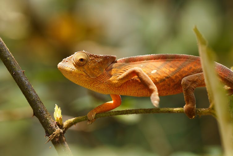Parsons chameleon, Calumma parsonii, in Andasibe - Analamazaotra National Park, Madagascar.