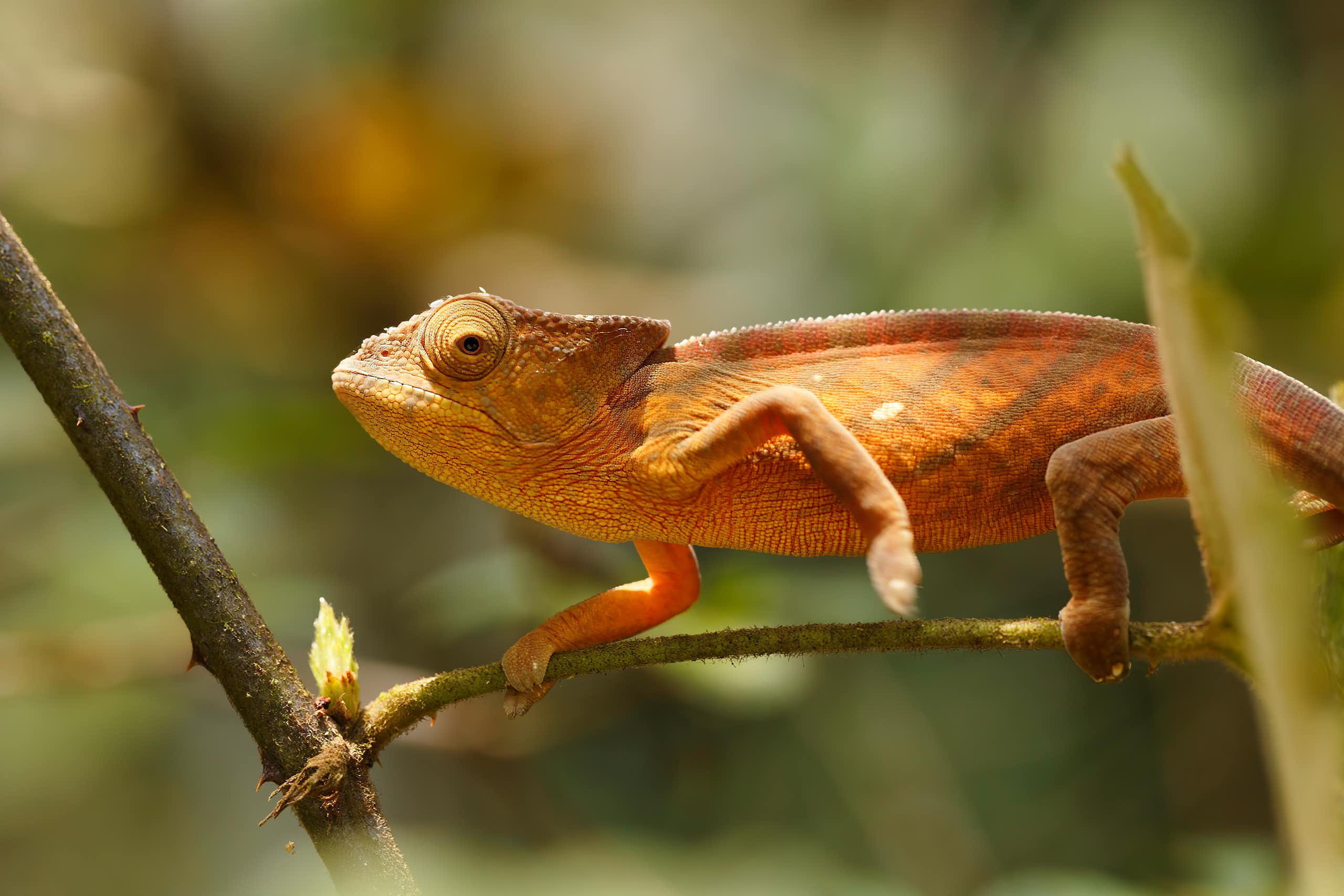 Kenyan fossil shows chameleons may have ‘rafted’ from mainland Africa to Madagascar