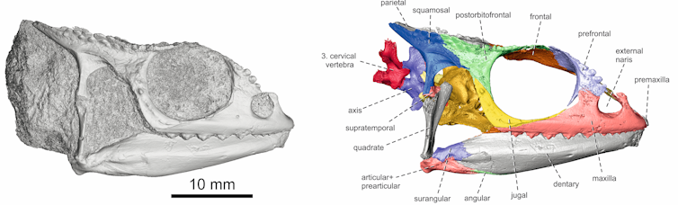 Kenyan Fossil Shows Chameleons May Have Rafted From Mainland Africa To Madagascar Kenyan Fossil Shows Chameleons May Have Rafted From Mainland Africa To Madagascar