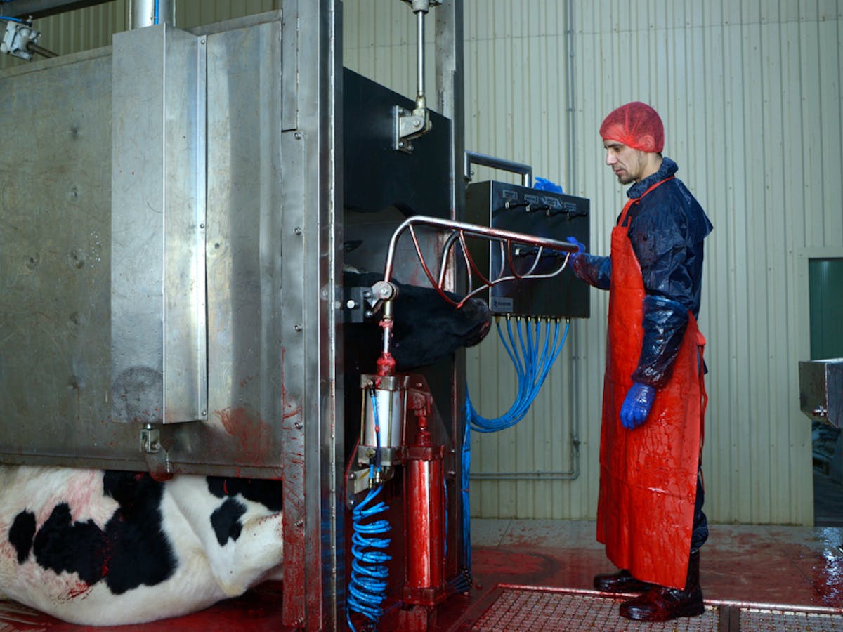Animals suffer for meat production – and abattoir workers do too