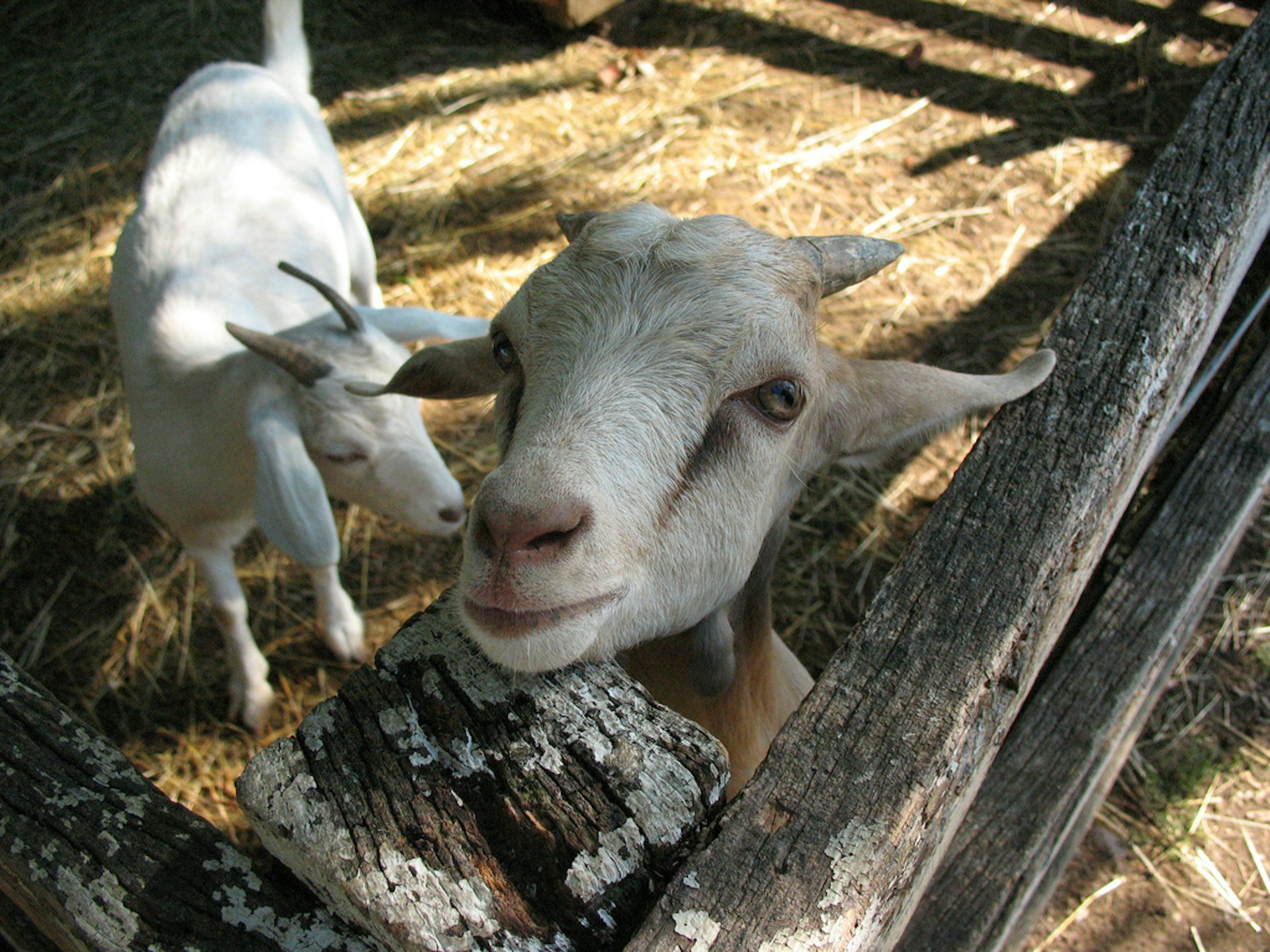 Salmonella Kentucky stopping the spread of a new superbug