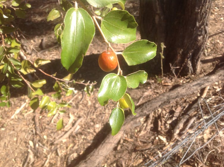 Not all weeds are villains. After a fire, some plants – even weeds – can be better than none