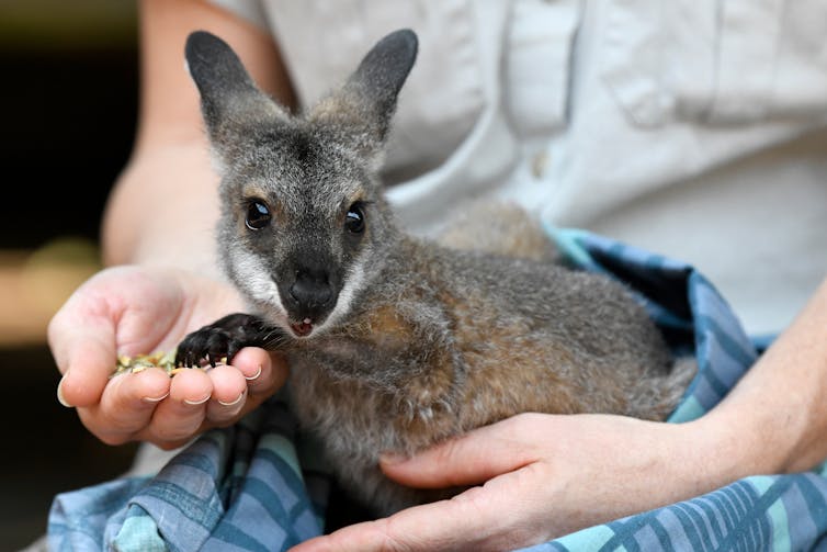 Lots of people want to help nature after the bushfires – we must seize the moment