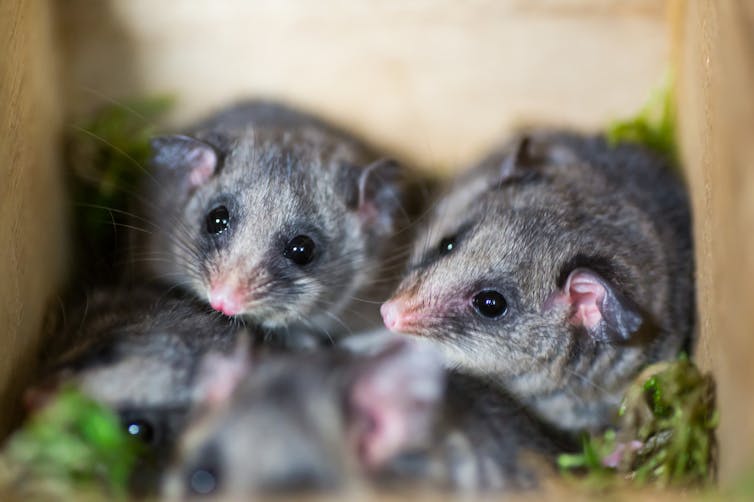 Looks like an ANZAC biscuit, tastes like a protein bar: Bogong Bikkies help mountain pygmy-possums after fire