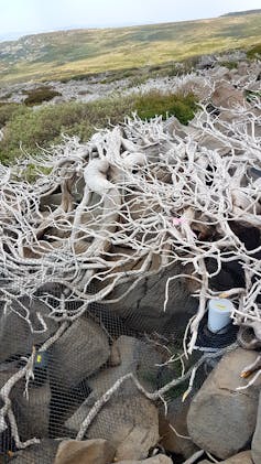 Bogong Bikkies help mountain pygmy-possums after fire