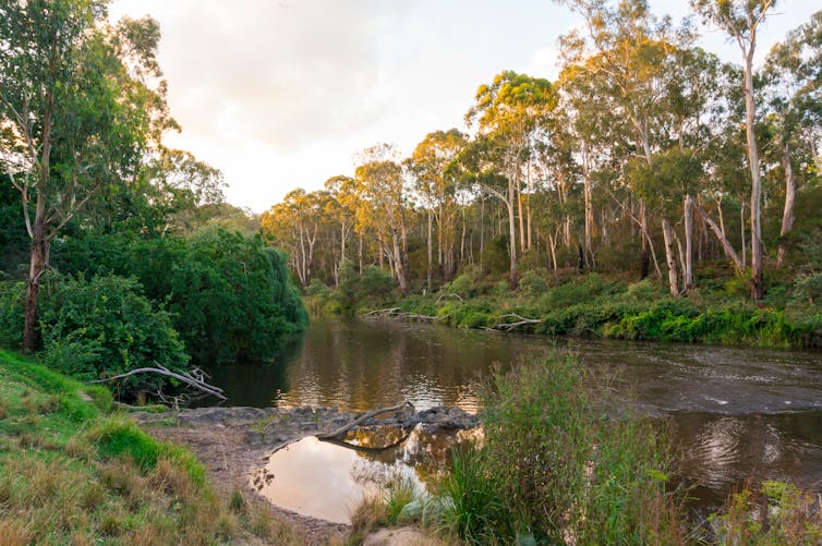 A tale of 2 rivers: is it safer to swim in the Yarra in Victoria, or the Nepean in NSW?
