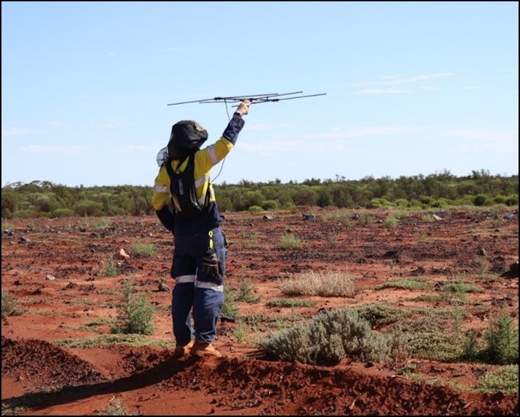 I walked 1,200km in the outback to track huge lizards. Here's why