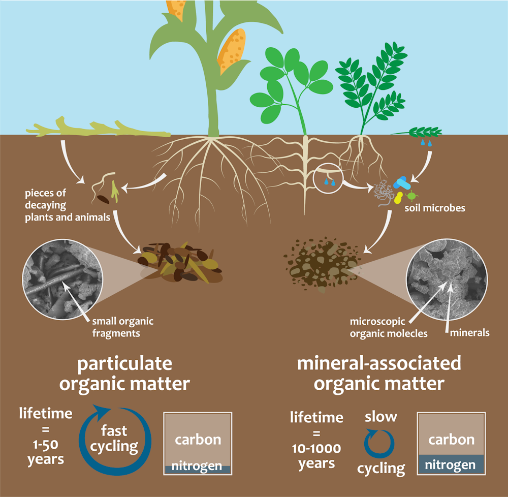 Plant resources. Soil Carbon. Soil Organic matter. Organic matter in the Soil. Minerals in Soils.