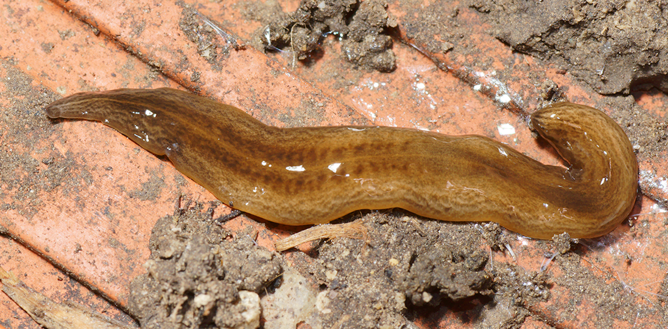 Obama nungara: how a flatworm from argentina jumped the atlantic and invaded france