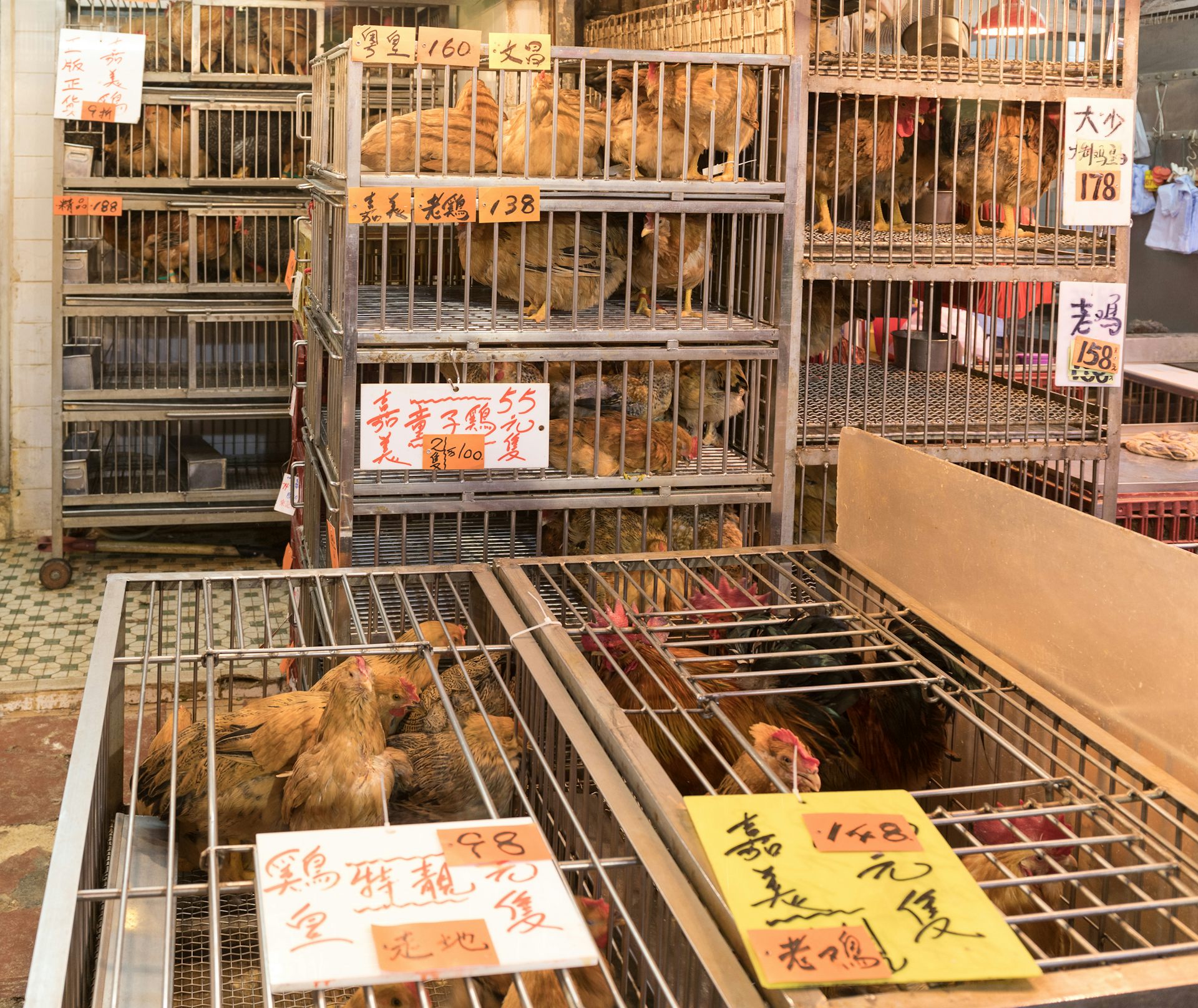 Re creating live animal markets in the lab lets researchers see