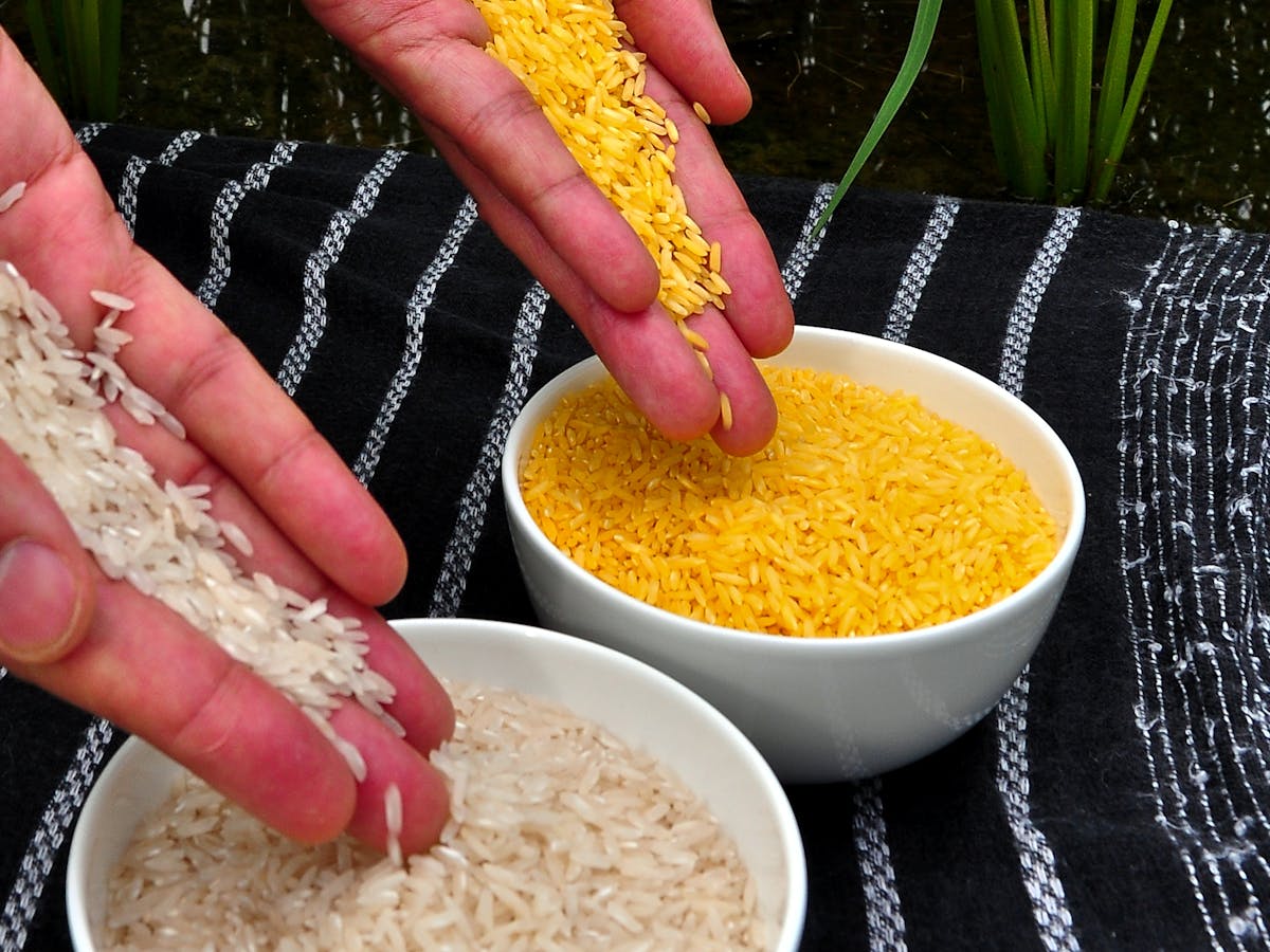 Featured image of post Easiest Way to Make Corn Rice Philippines