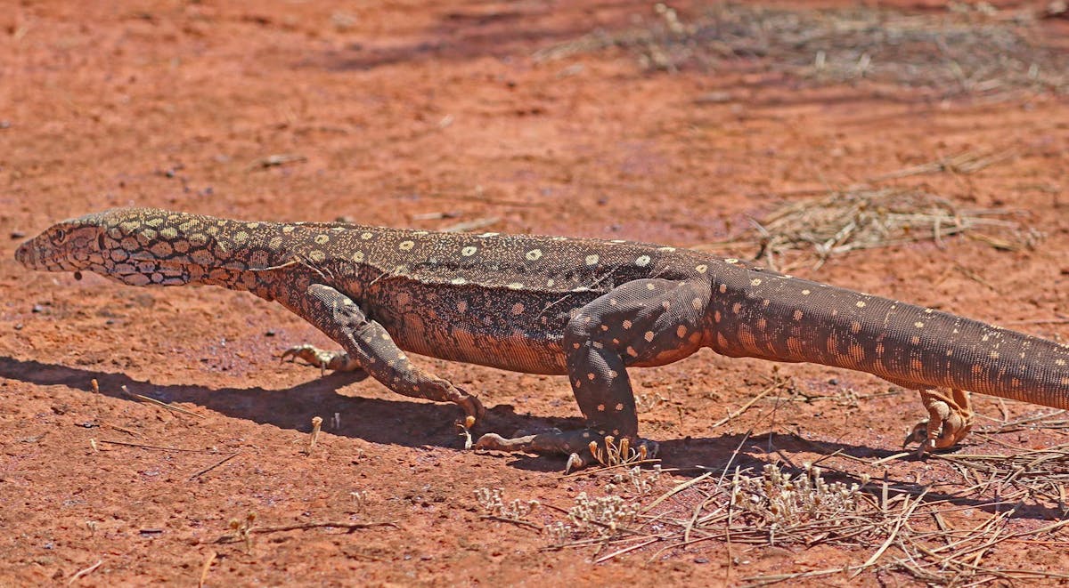 et eller andet sted spurv undergrundsbane I walked 1,200km in the outback to track huge lizards. Here's why