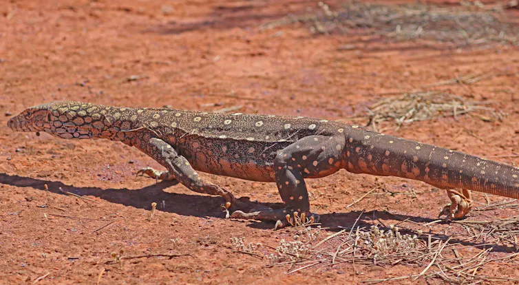 Lizard