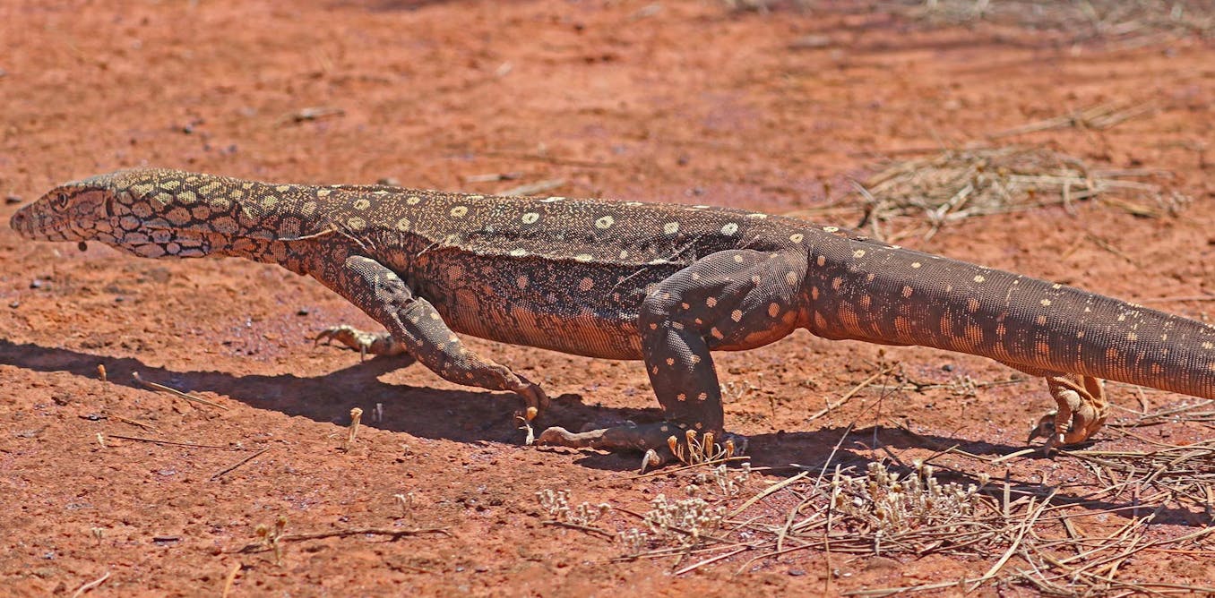 I walked 1,200km in the outback to track huge lizards. Here's why