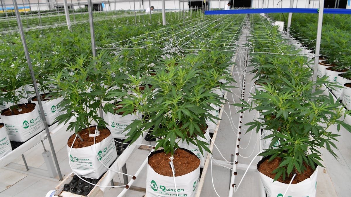 Sejauh Mana Legalisasi Ganja Bisa Bermanfaat