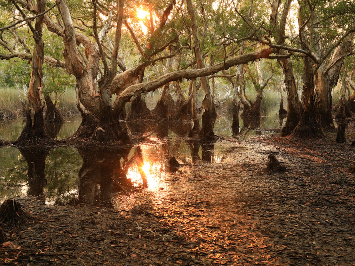 Riset Kebun Sawit Baru Menghasilkan Emisi Dua Kali Lipat