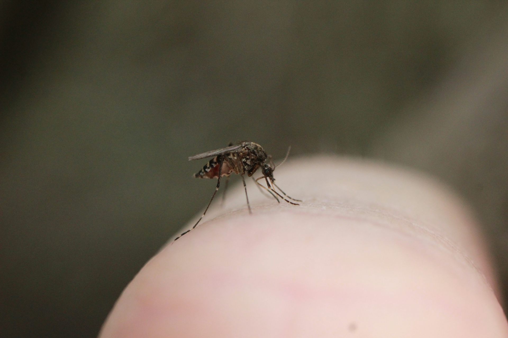 Feel like you're a mozzie magnet? It's true &ndash; mosquitoes prefer to bite some people over others