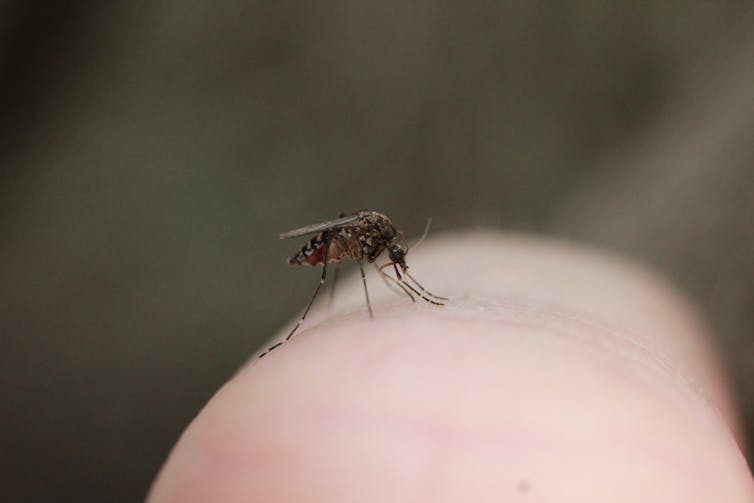 Feel like you're a mozzie magnet? It's true – mosquitoes prefer to bite some people over others
