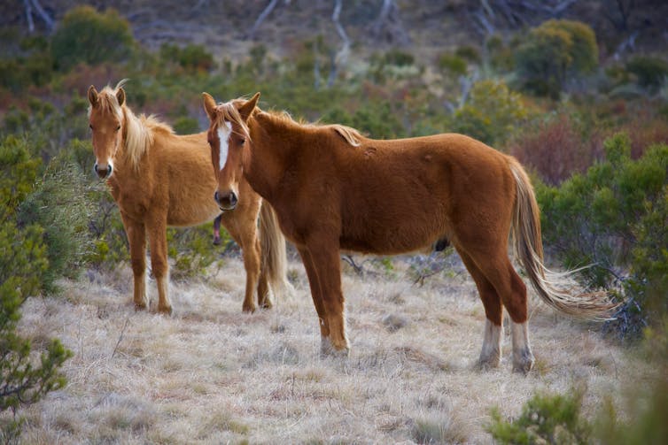 When introduced species are cute and loveable, culling them is a tricky proposition