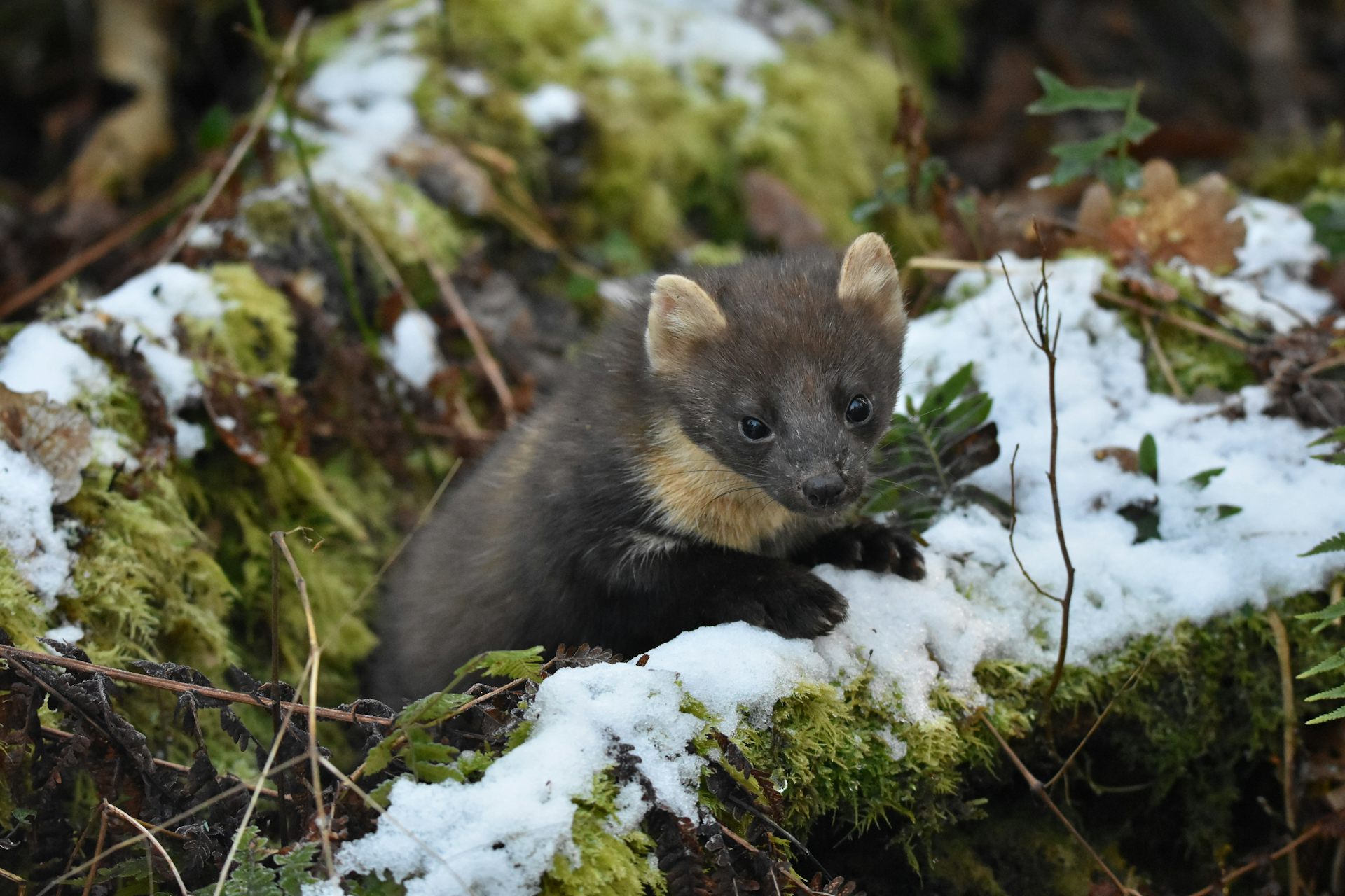 Grey Squirrels Are Oblivious To Threat From Pine Martens – Giving ...