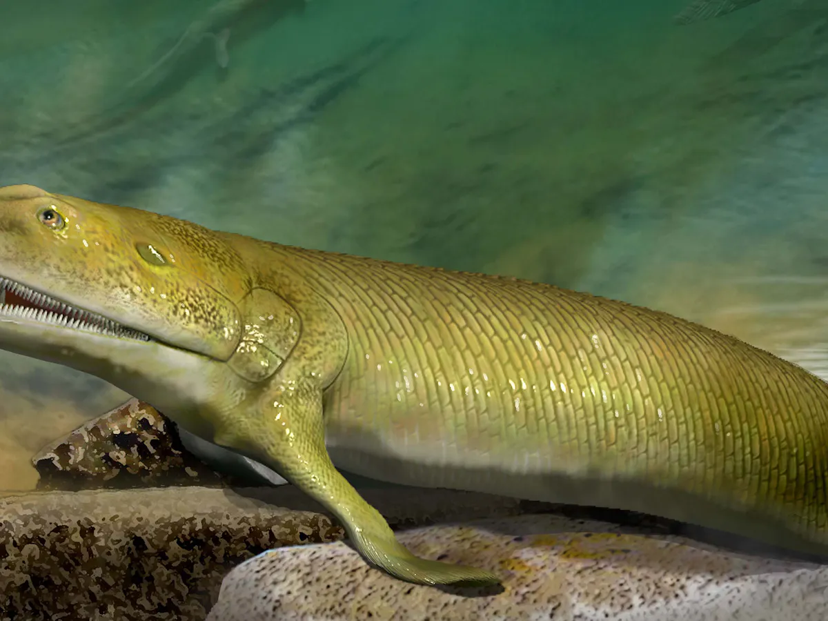 Fish With Legs And Arms