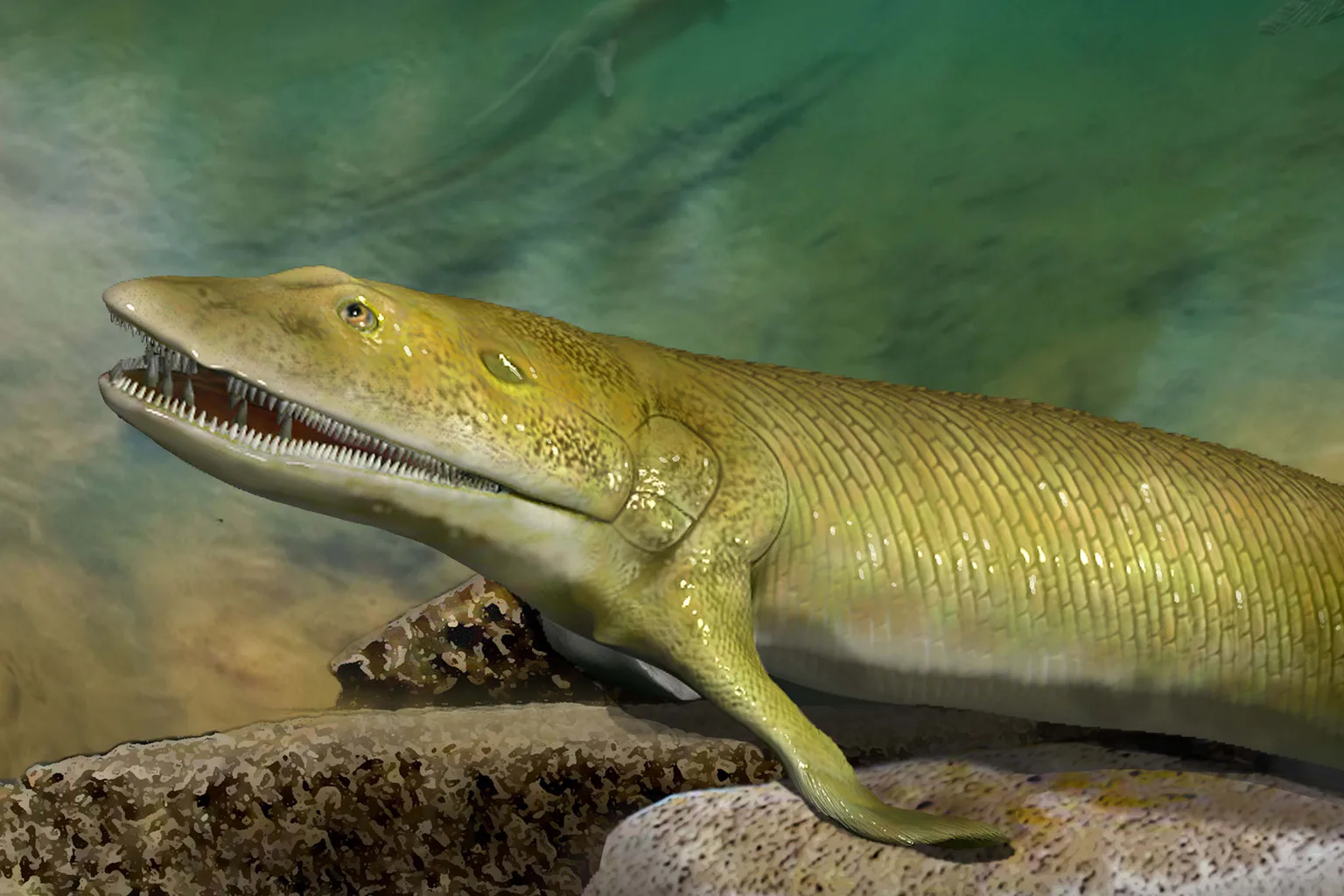 When fish gave us the finger: this ancient four-limbed fish reveals the ...