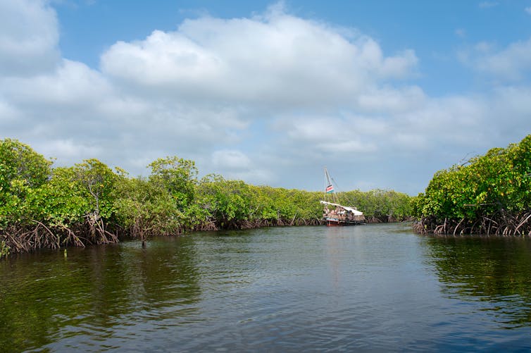 South African Mangroves