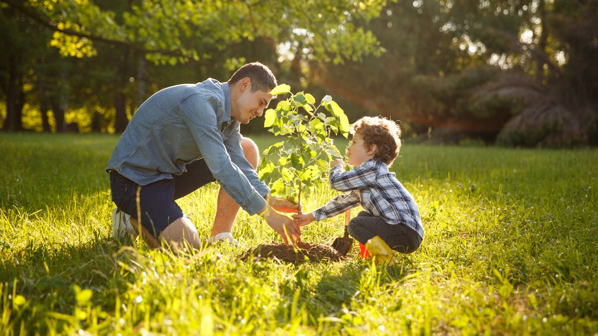 Here are 5 practical ways trees can help us survive climate change