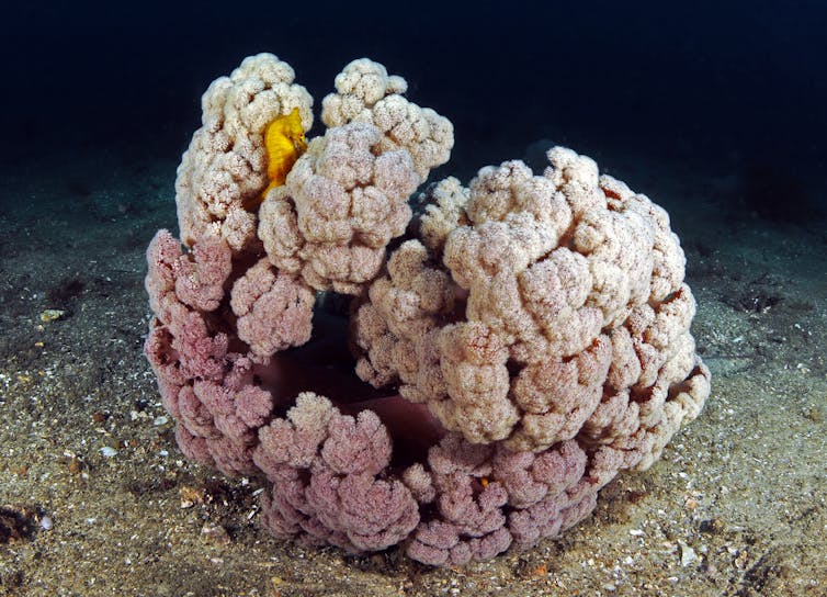 White’s seahorse hiding in their natural soft coral cauliflower habitat. Author provided