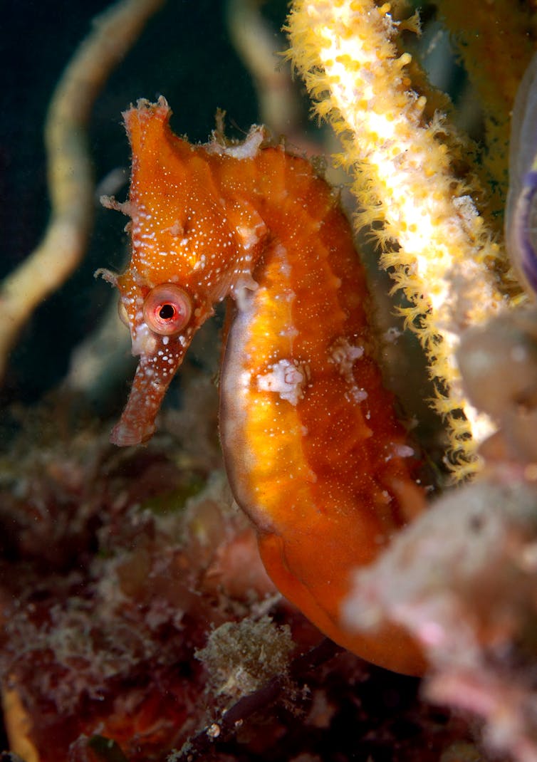 White’s seahorse hiding among sponges. Author provided
