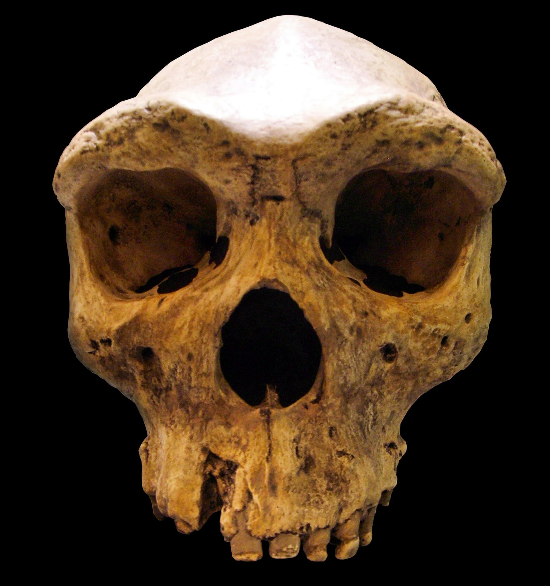 Early Humans In Africa May Have Interbred With A Mysterious, Extinct ...