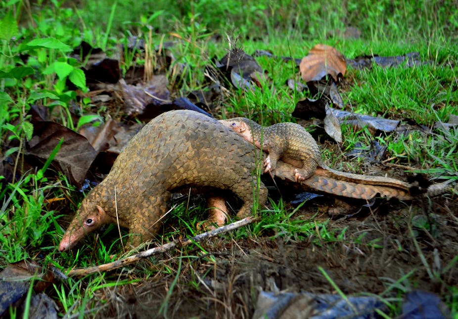 Fact check : Le pangolin a-t-il pu servir de vecteur au Covid-19 ?