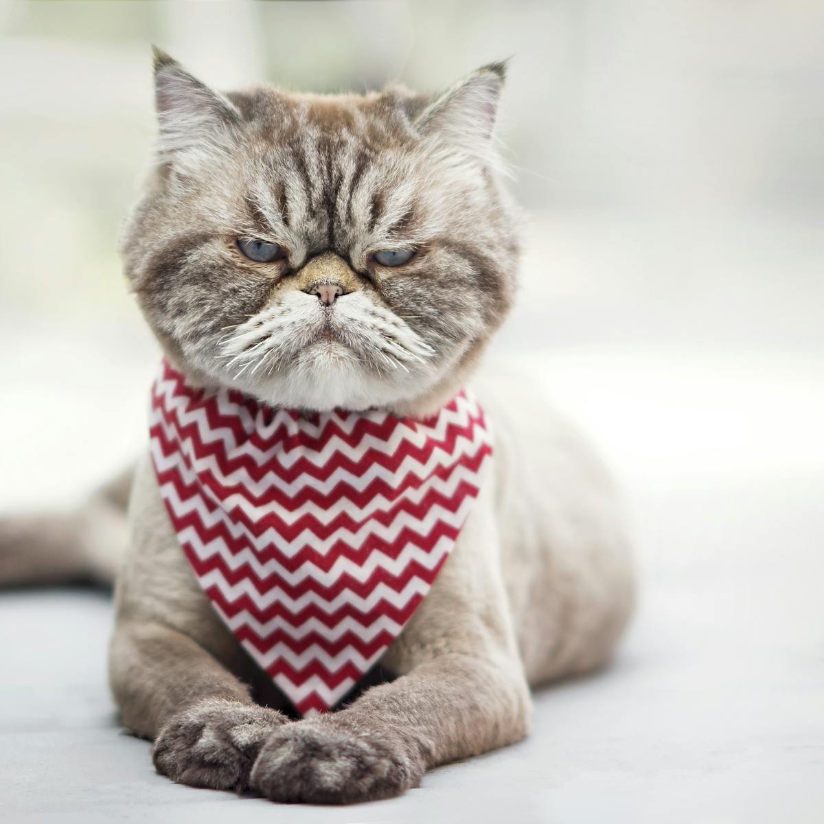 Savez Vous Parler La Langue Des Chats Savez Vous Parler La Langue Des Chats