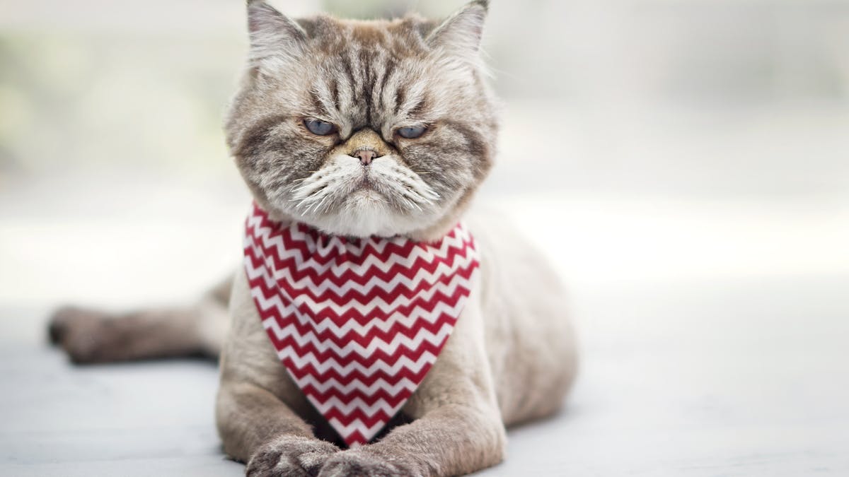 Savez Vous Parler La Langue Des Chats Savez Vous Parler La Langue Des Chats