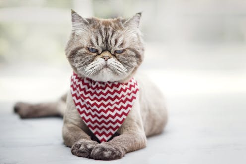Savez Vous Parler La Langue Des Chats Savez Vous Parler La Langue Des Chats