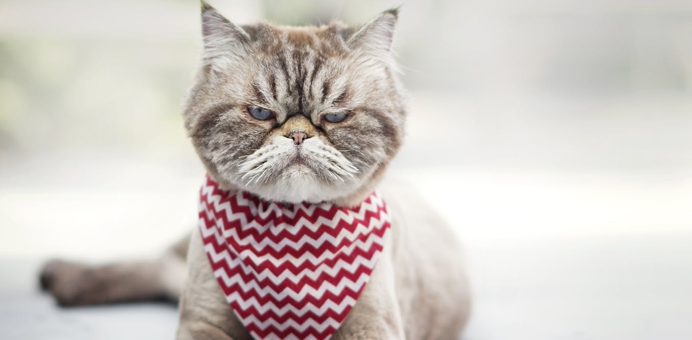 Savez Vous Parler La Langue Des Chats Savez Vous Parler La Langue Des Chats