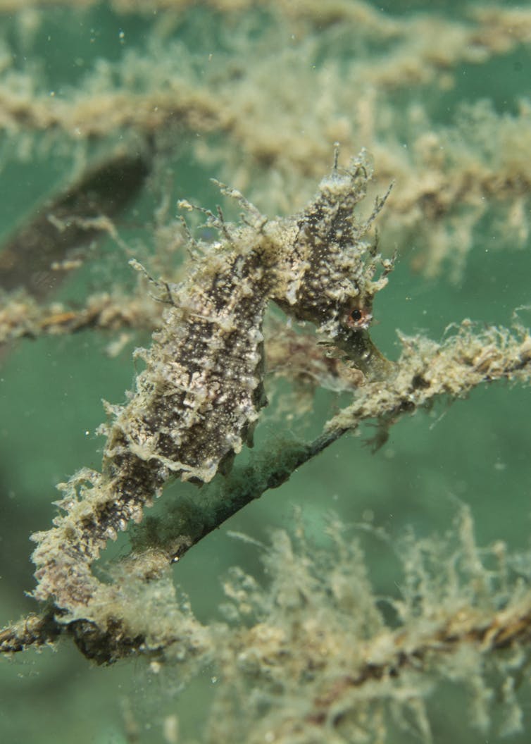 A baby seahorse clinging to the hotel after months of marine growth. Author provided