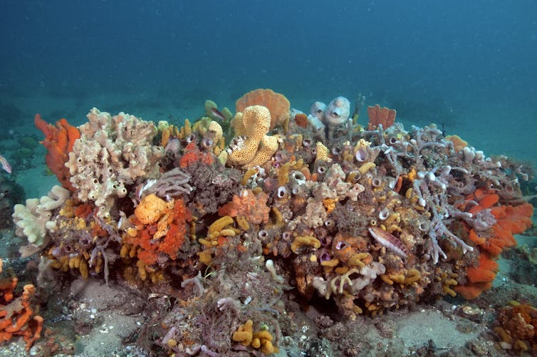 An old discarded fish trap that gave David Harasti the idea to develop seahorse hotels. Author provided