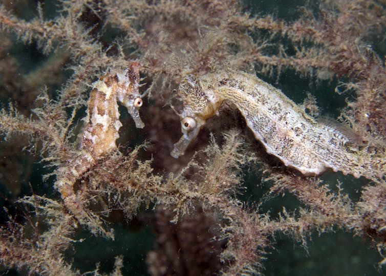Two adult seahorses living on the seahorse hotels four months after the hotels were deployed. Author provided Two adult seahorses living on the seahorse hotels four months after the hotels were deployed. Author provided