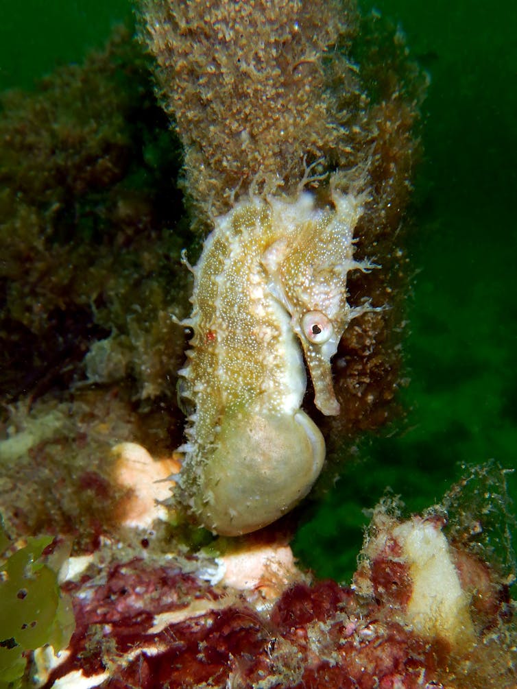 A pregnant male seahorse found living on the seahorse hotels for a few months. Look closely and you can spot the fluorescent orange tag just beneath its skin. Author provided